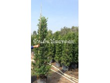 ไทรเกาหลี ต้นไทรเกาหลี ไทรเกาหลีทำรั้ว ไทรเกาหลีราคาถูก ไทรเกาหลี รั้วไทรเกาหลี ราคาต้นไทรเกาหลี รูปที่ 6