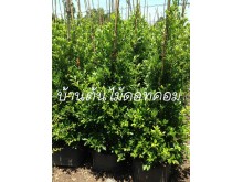 ไทรเกาหลี ต้นไทรเกาหลี ไทรเกาหลีทำรั้ว ไทรเกาหลีราคาถูก ไทรเกาหลี รั้วไทรเกาหลี ราคาต้นไทรเกาหลี รูปที่ 3