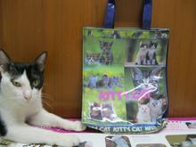 กระเป๋า kitty cat รูปที่ 1
