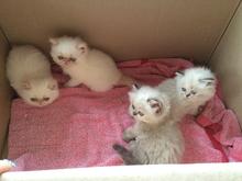 ขายลูกแมวเปอร์เซียหิมาลายันแท้ ตาสีฟ้า รูปที่ 4