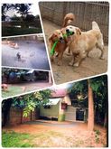 LuckyDogs-TH สถานที่รับฝากเลี้ยงประจำและรายวัน สุนัข แมว และสัตว์เลี้ยงอื่นๆ รูปที่ 3