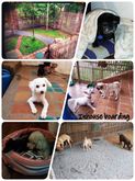 LuckyDogs-TH สถานที่รับฝากเลี้ยงประจำและรายวัน สุนัข แมว และสัตว์เลี้ยงอื่นๆ รูปที่ 1