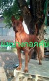 รับผสมพันธุ์สุนัขไทยหลังอานลูกแดงเพลิง รูปที่ 1