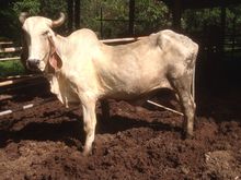ขายวัวบราซิลแม่สาวลูกติดท้อง รูปที่ 7