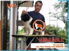 Puppy Border collie  Available  For Sale รูปที่ 3