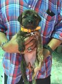 ขายลูกสุนัข พิทบูผสมลาบาดอ อายุ35วัน ราคา1500บาท รูปที่ 2