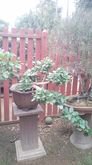bonsai บอนไซ 1 รูปที่ 9