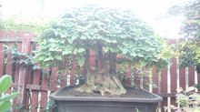 bonsai บอนไซ 3 รูปที่ 4