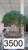 bonsai บอนไซ 7 รูปที่ 1