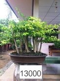 bonsai บอนไซ 7 รูปที่ 9