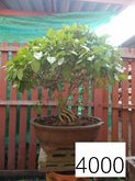 bonsai บอนไซ 7 รูปที่ 2