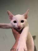 แมวขาวมณีตาสีเหลือง รูปที่ 3