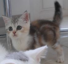 ขายลูกแมว Scottish fold สายพันธุ์แท้ เพศเมีย หูตั้ง อายุ 3 เดือนครึ่ง รูปที่ 3