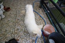 หมาไวท์สวิสเชพเพิร์ด (อัลเซเชี่ยนขาว) รูปที่ 9
