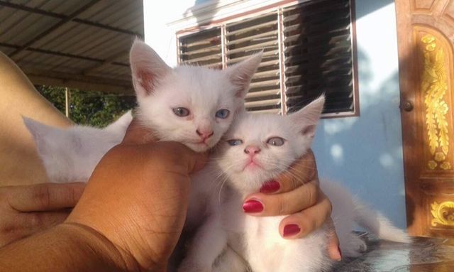ขายลูกแมวขาวมณีตาสองสีเพศเมีย ราคาแบ่งกันเลี้ยงคะ - Kaidee