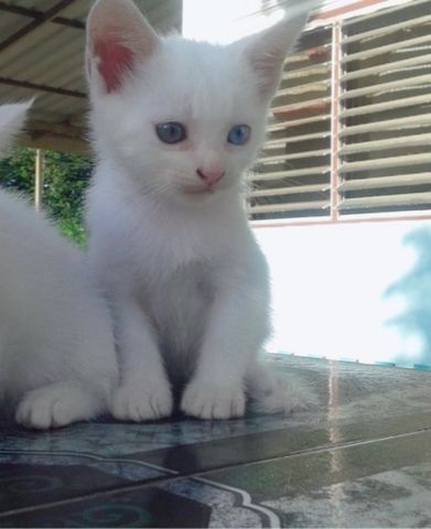ขายลูกแมวขาวมณีตาสองสีเพศเมีย ราคาแบ่งกันเลี้ยงคะ - Kaidee
