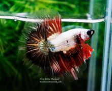 Best of betta in The world รูปที่ 4