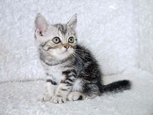 ขายลูกแมวอเมริกันช็อตแฮร์ เพศผู้ 2 เดือน รูปที่ 1