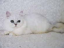 ขายลูกแมวชินชิล่า สีซิลเวอร์ เพศเมีย 3 เดือนกว่า รูปที่ 2