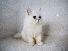 ขายลูกแมวชินชิล่า สีซิลเวอร์ เพศเมีย 3 เดือนกว่า รูปที่ 5