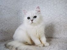 ขายลูกแมวชินชิล่า สีซิลเวอร์ เพศเมีย 3 เดือนกว่า รูปที่ 6