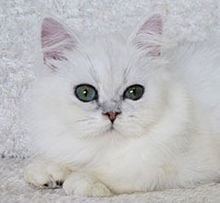 ขายลูกแมวชินชิล่า สีซิลเวอร์ เพศเมีย 3 เดือนกว่า รูปที่ 1