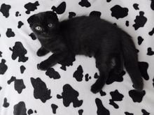 ขาย ลูกแมวสกอตติช เพศผู้ หูพับ สีดำ Scottish fold รูปที่ 4