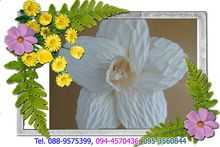 รับสอนทำดอกไม้จันทน์ และรับสั่งทำดอกไม้จันทน์ รับสั่งทำดอกเดี่ยว ช่อประธาน ดอกไม้ปักพวงหรีด รูปที่ 3