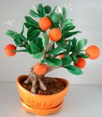 ต้นส้ม พืชไม้มงคลจากดินญี่ปุ่น สูง 9 -10 นิ้วครึ่ง รูปที่ 5