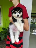 Female Siberian Husky Puppy For Sale. รูปที่ 2
