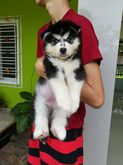 Female Siberian Husky Puppy For Sale. รูปที่ 1