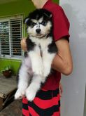 Female Siberian Husky Puppy For Sale. รูปที่ 4