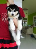 Female Siberian Husky Puppy For Sale. รูปที่ 3