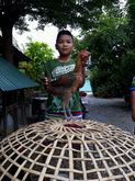 ไก่ชนพม่า รูปที่ 3