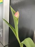 tulip,daffodil,hyacinth รูปที่ 5