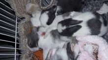 กระต่ายพันธุ์ผสม อายุ 2 เดือน มีหลายตัวมีทั้งตัวผู้และตัวเมีย รูปที่ 3