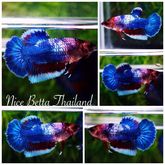 Nice Betta Thailand top quality female รูปที่ 1