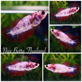 Female HM Top quality By Nice Betta Thailand รูปที่ 8