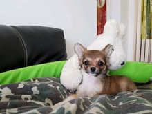 จำหน่ายลูกสุนัข Pomeranian and Chihuahua  รูปที่ 2