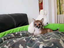 จำหน่ายลูกสุนัข Pomeranian and Chihuahua  รูปที่ 9