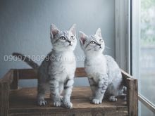 ลูกแมว อเมริกันช๊อตแฮร์+เปอร์เซีย เพศเมียน่ารักๆ ราคาเบาๆ รูปที่ 5