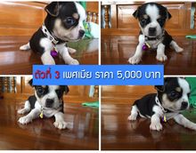 ขายลูกสุนัขชิวาว่า ขนสั้น อายุ 1 เดือน 4 ตัว รูปที่ 3