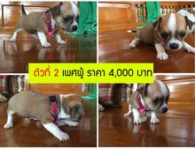 ขายลูกสุนัขชิวาว่า ขนสั้น อายุ 1 เดือน 4 ตัว รูปที่ 2