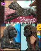 ลูกสุนัขพันธุ์ ฟิล่าบราซิลเรียโล่ รูปที่ 1