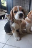 ลูกบีเกิ้ล "Puppy Beagle" รูปที่ 6