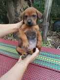 ขายลูกสุนัขไทยหลังอานแท้ราคาถูก รูปที่ 5