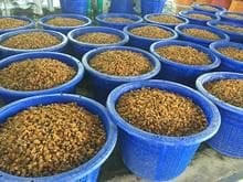 ขายส่งหอยลาย หอยคราง หอยแมลงภู่ หอยตลับ รับแปรรูปหอย รับต้มหอยด้วยระบบสตรีม ขายส่งอาหารทะเล โดยโรงงานผู้ผลิตโดยครง ณ ปากอ่าวทะเลไทย