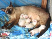 แมวไทยแท้ วิเชียรมาศ ขาวมณี สีสวาด รูปที่ 7