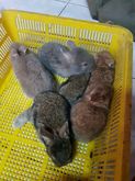 ขายลูกกระต่ายไลออนผสมไทย รูปที่ 8