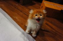 ( พร้อมย้ายบ้าน ) แมวอเมริกันเคิร์ล เพศหญิง หูพลิก สีส้มขาว รูปที่ 2
